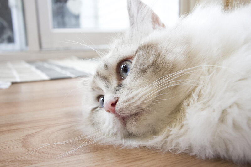 Fluffy White Cat — Calm, Morning
