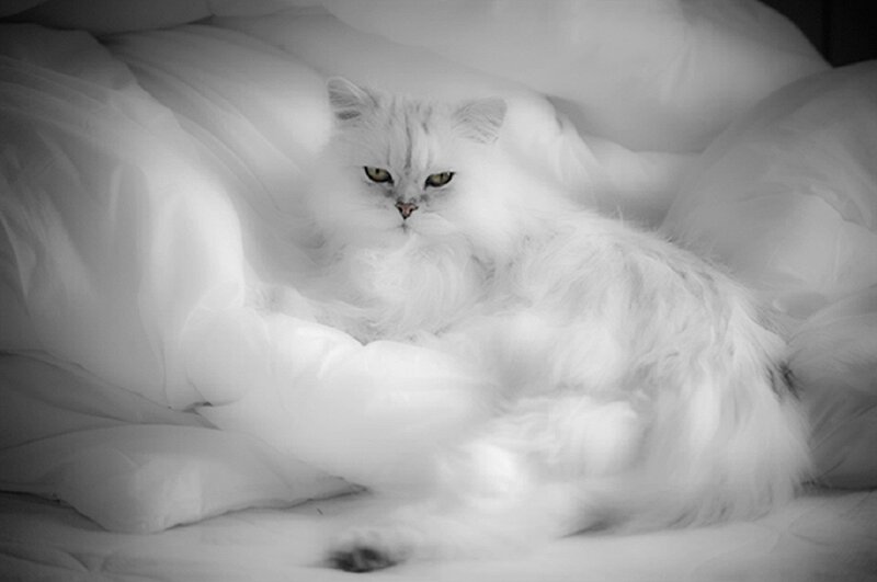 Fluffy White Cat — Calm, Photograph, Bed, Pillow