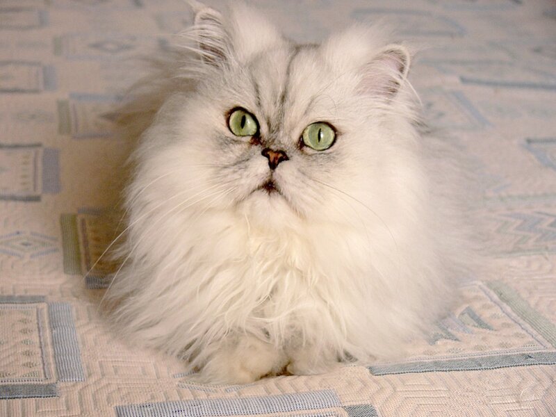 Fluffy White Cat — Calm, Photograph, Bed