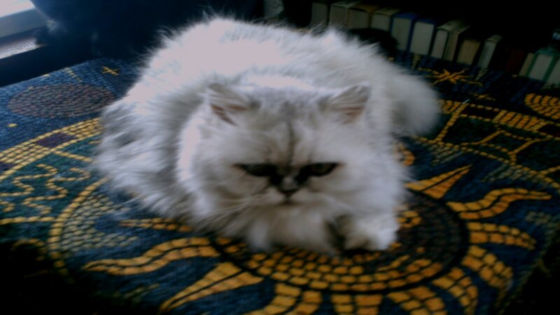 Fluffy White Cat — Calm, Photograph, Blanket