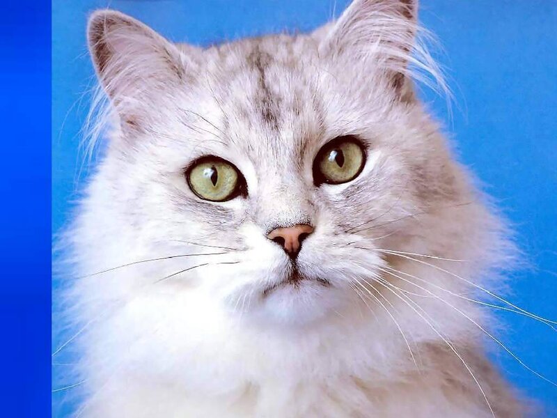 Fluffy White Cat — Calm, Photograph, Blue Background