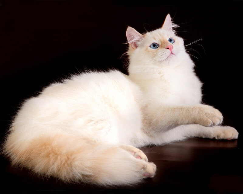 Fluffy White Cat — Calm, Photograph, Blue Eyes, Black Background