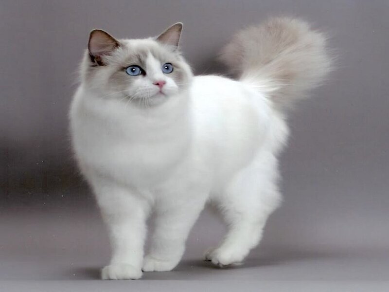 Fluffy White Cat — Calm, Photograph, Blue Eyes