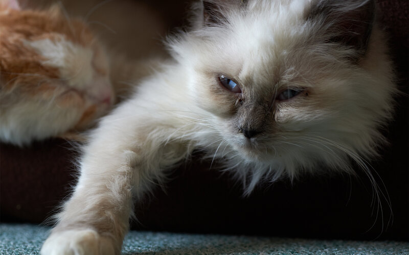 Fluffy White Cat — Calm, Photograph, Carpet