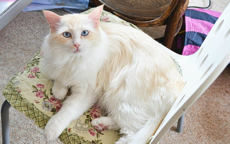 Fluffy White Cat — Calm, Photograph, Chair