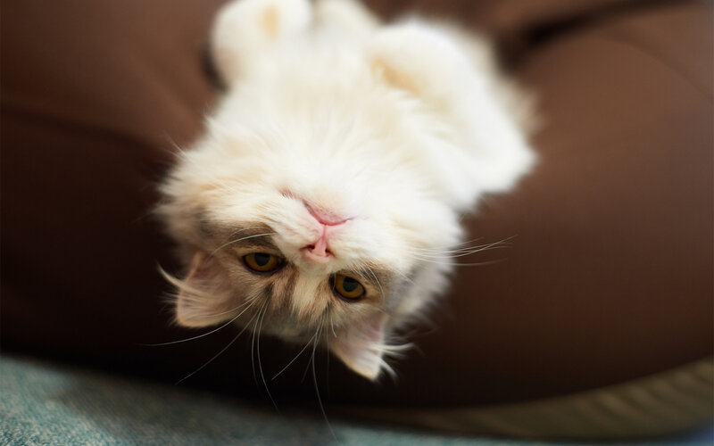 Fluffy White Cat — Calm, Photograph, Couch