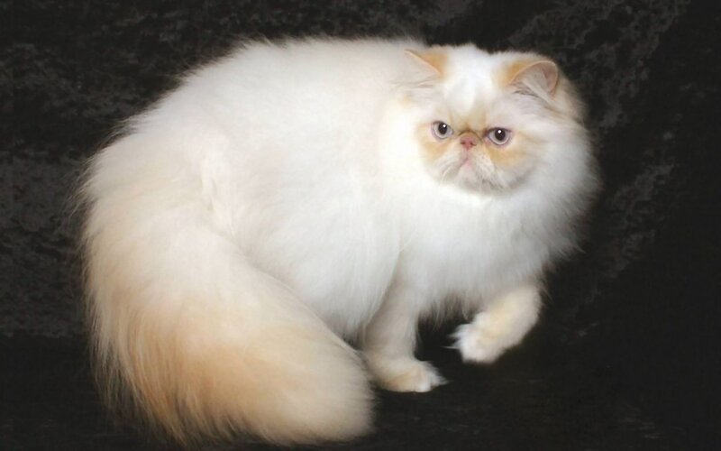 Fluffy White Cat — Calm, Photograph, Dark Background
