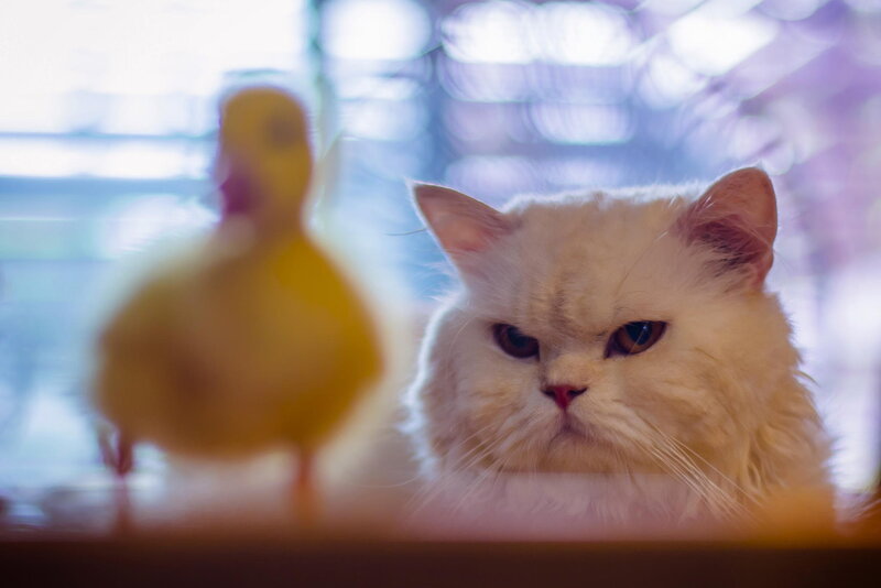 Fluffy White Cat — Calm, Photograph, Duckling