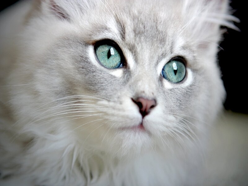 Fluffy White Cat — Calm, Photograph, Eyes