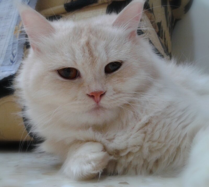 Fluffy White Cat — Calm, Photograph, Floor, Pillow