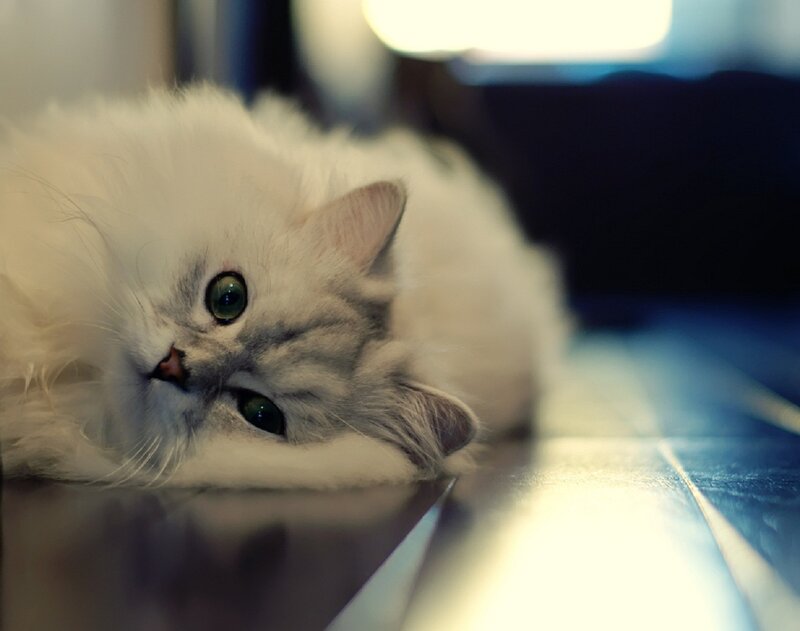 Fluffy White Cat — Calm, Photograph, Floor