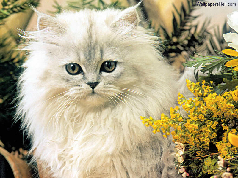 Fluffy White Cat — Calm, Photograph, Flowers