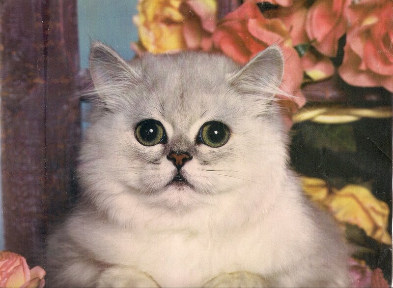 Fluffy White Cat — Calm, Photograph, Flowers, Vase