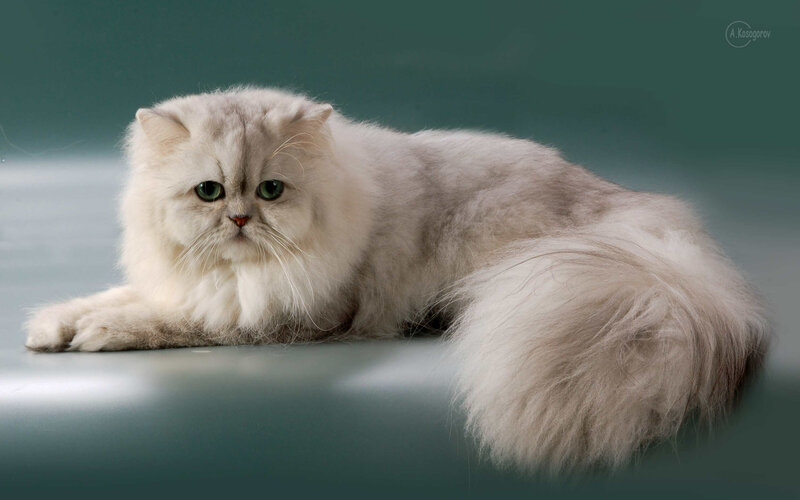 Fluffy White Cat — Calm, Photograph, Green Eyes, Long Fur