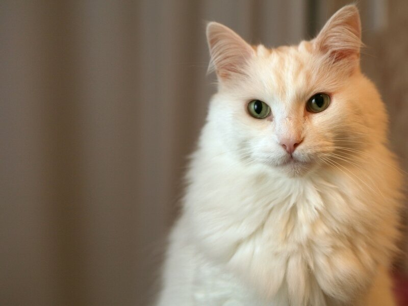 Fluffy White Cat — Calm, Photograph, Green Eyes, Whiskers