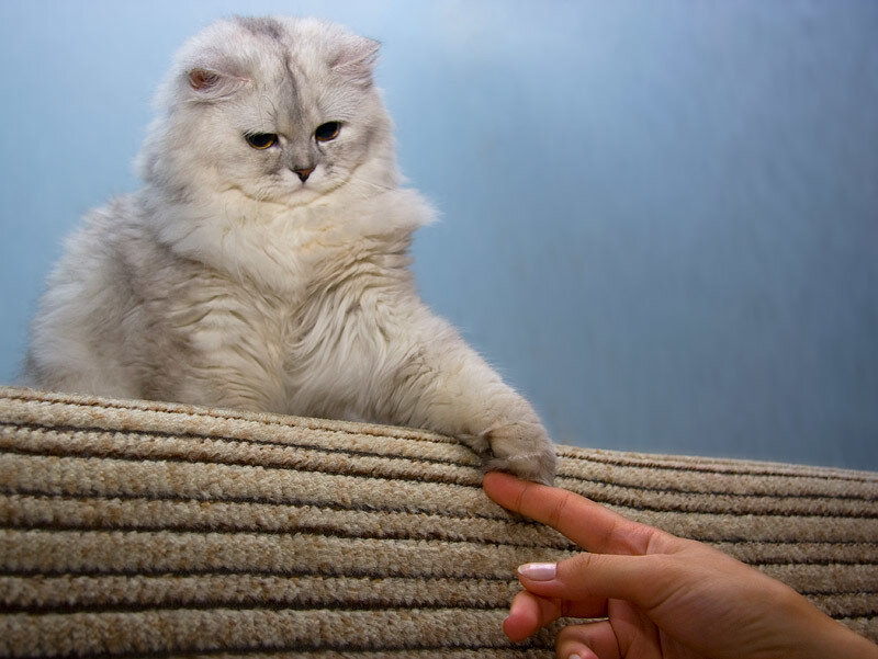 Fluffy White Cat — Calm, Photograph, Hand
