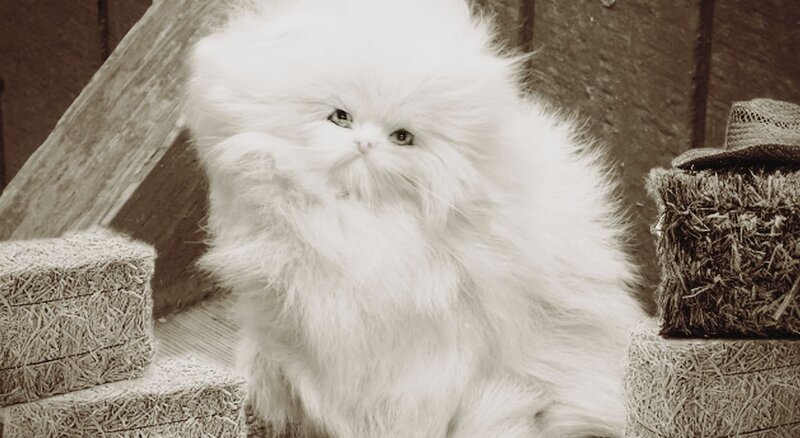 Fluffy White Cat — Calm, Photograph, Hay Bales
