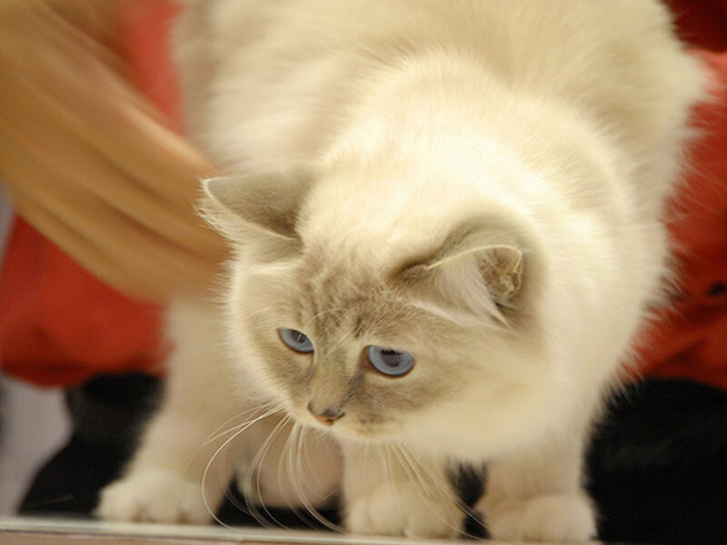 Fluffy White Cat — Calm, Photograph, Person