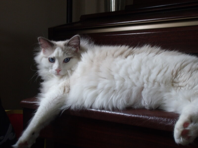 Fluffy White Cat — Calm, Photograph, Piano