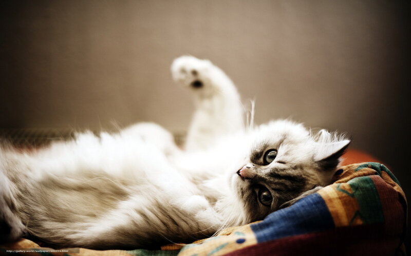 Fluffy White Cat — Calm, Photograph, Pillow, Blanket