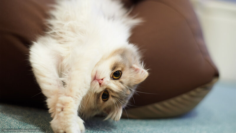 Fluffy White Cat — Calm, Photograph, Pillow, Carpet