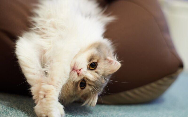 Fluffy White Cat — Calm, Photograph, Pillow