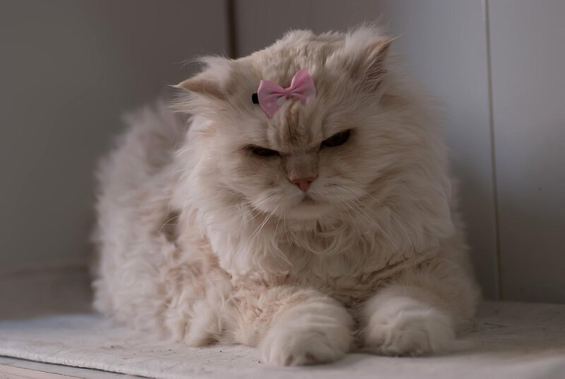 Fluffy White Cat — Calm, Photograph, Pink Bow