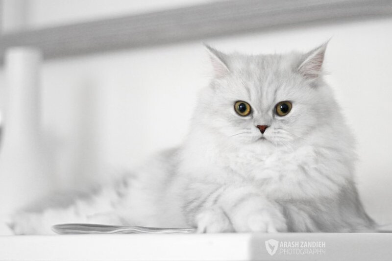 Fluffy White Cat — Calm, Photograph, Shelf