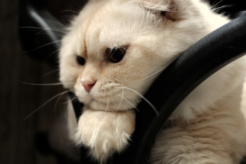 Fluffy White Cat — Calm, Photograph, Steering Wheel
