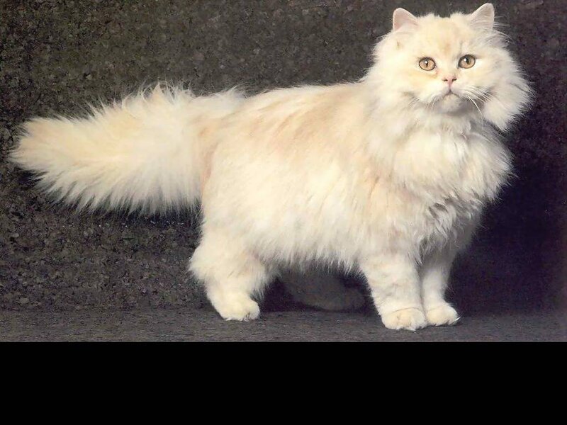 Fluffy White Cat — Calm, Photograph, Tail