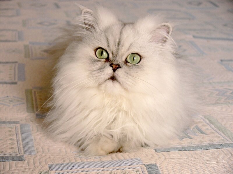 Fluffy White Cat — Calm, Photograph