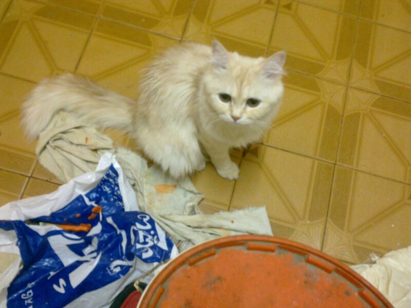Fluffy White Cat — Calm, Photograph, Tiled Floor