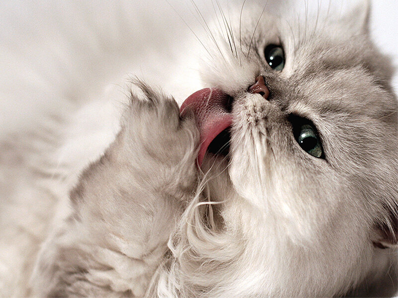Fluffy White Cat — Calm, Photograph, Tongue