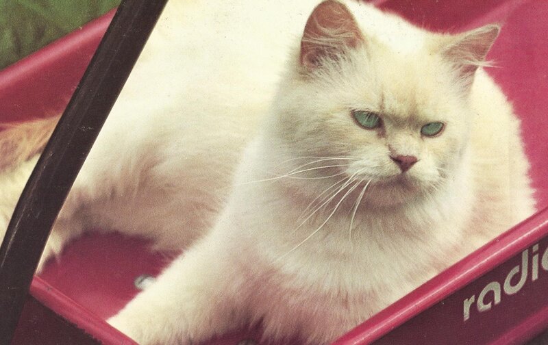 Fluffy White Cat — Calm, Photograph, Wagon