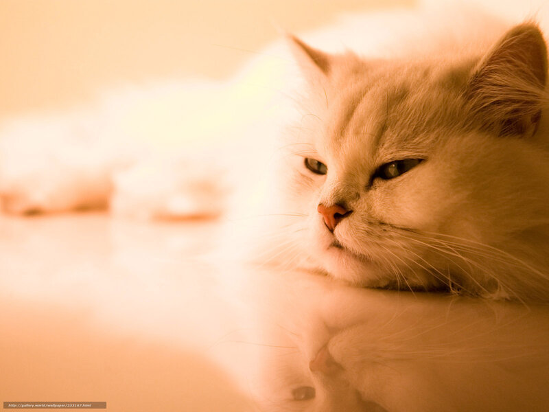 Fluffy White Cat — Calm, Photograph, Whiskers, Reflection, Floor