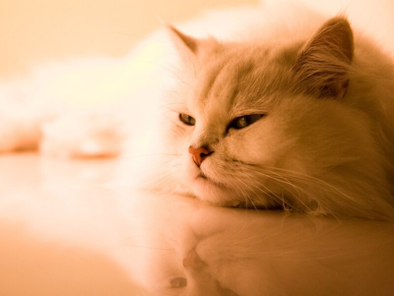 Fluffy White Cat — Calm, Photograph, Whiskers, Reflection