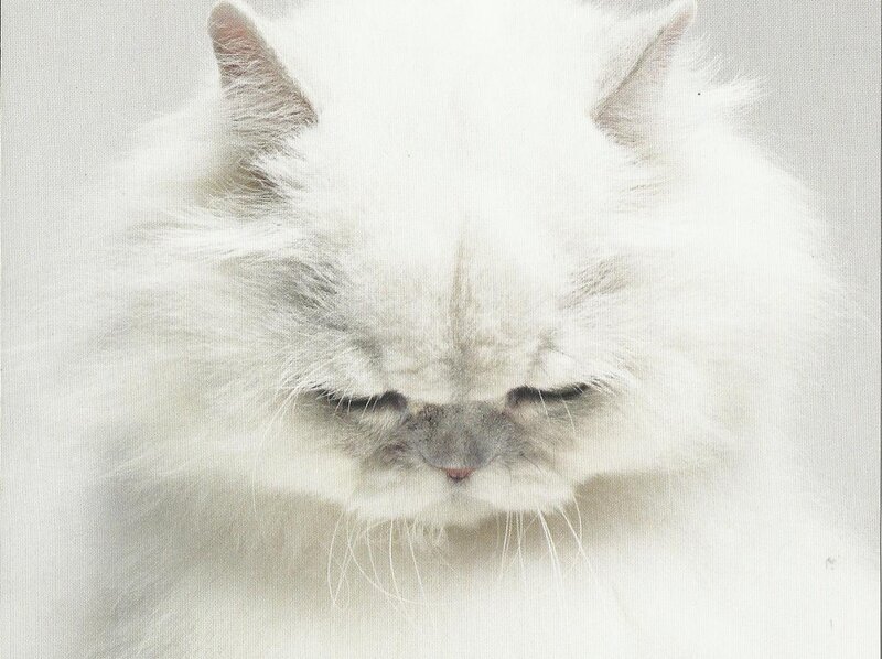 Fluffy White Cat — Calm, Photograph, Whiskers