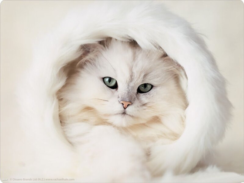 Fluffy White Cat — Calm, Photograph, White Fur