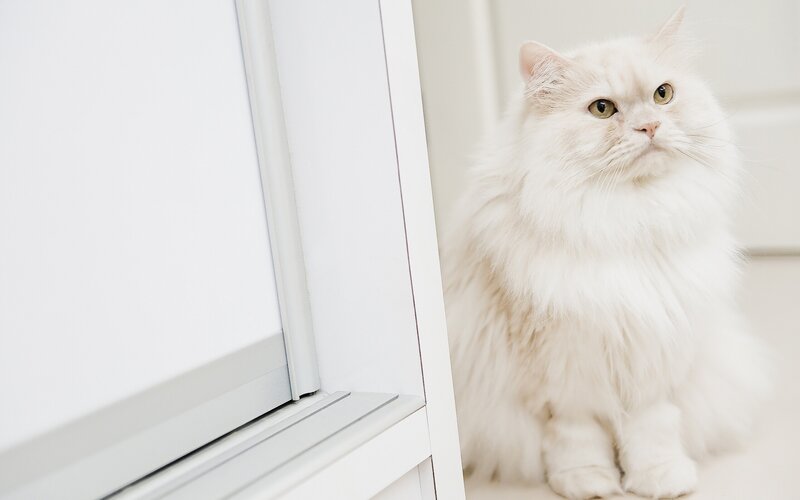 Fluffy White Cat — Calm, Photograph, Window, Floor