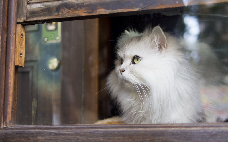 Fluffy White Cat — Calm, Photograph, Window