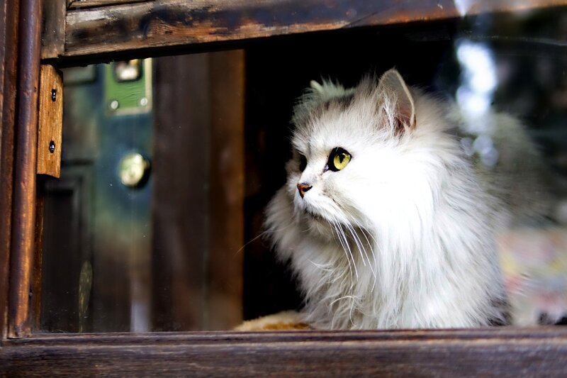 Fluffy White Cat — Calm, Photograph, Wooden Frame