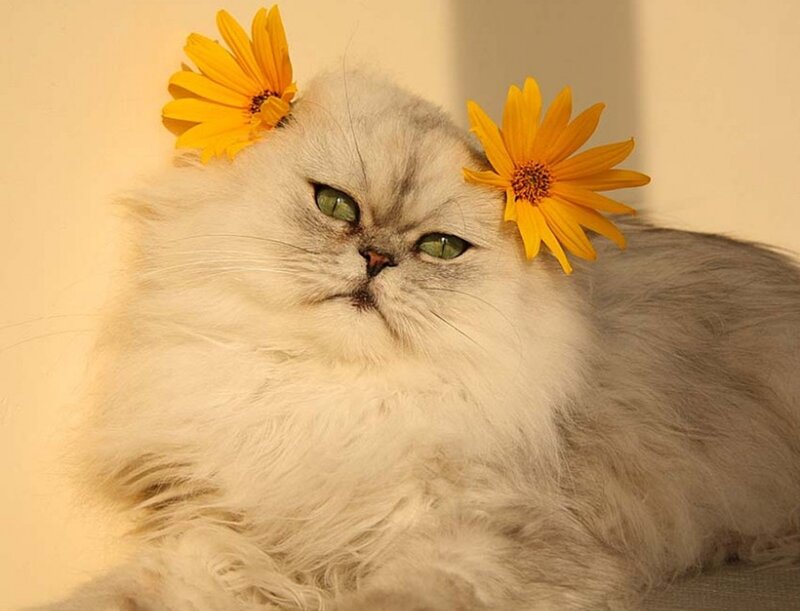 Fluffy White Cat — Calm, Photograph, Yellow Flowers