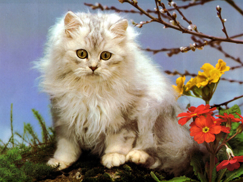 Fluffy White Cat — Calm, Spring
