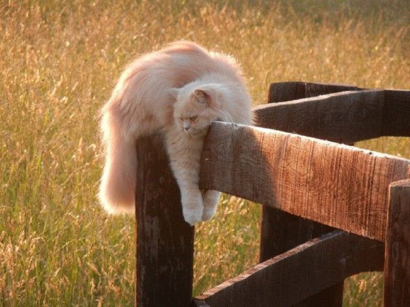 Fluffy White Cat — Calm, Sunset