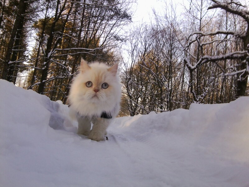 Fluffy White Cat — Calm, Winter