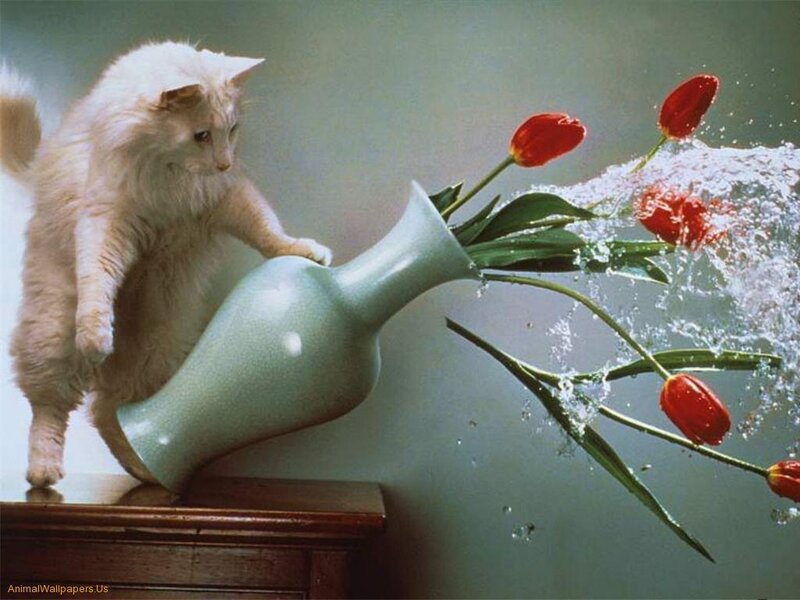 Fluffy White Cat — Chaotic