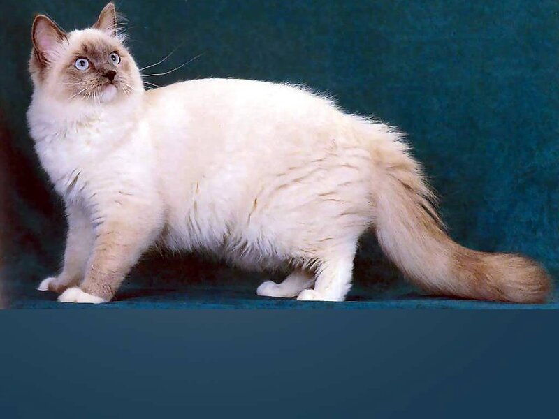 Fluffy White Cat — Curious
