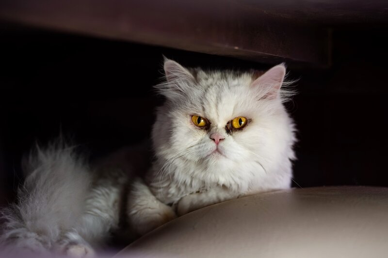 Fluffy White Cat — Dramatic, Photograph, Dark Space
