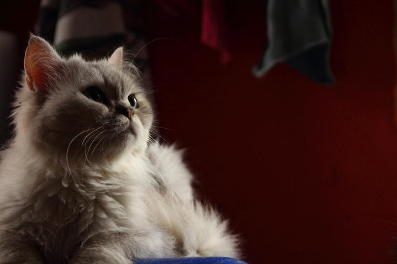 Fluffy White Cat — Dramatic, Photograph