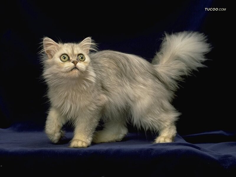 Fluffy White Cat — Dramatic